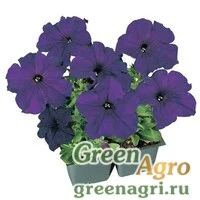 Семена Петуния грандифлора Фалькон Блю 1000драже