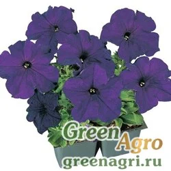 Семена Петуния грандифлора Фалькон Блю 1000драже