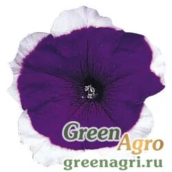 Семена Петуния мультифлора Мерлин Блю Пикоти 1000драже