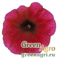 Семена Петуния мультифлора Мерлин Плам Вейн 1000драже