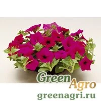 Семена Петуния ампельная Эксплорер Маджента 250драже