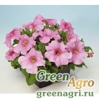 Семена Петуния грандифлора Игл Пастел Пинк 1000драже