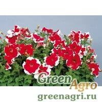Семена Петуния грандифлора Хулахуп Ред 1000драже