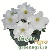 Семена Петуния грандифлора Игл Вайт 1000драже
