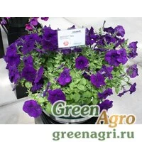 Семена Петуния ампельная Саксесс Блю 100драже