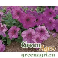 Семена Петуния грандифлора Игл Плам Вейн 1000драже