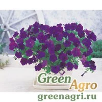 Семена Петуния ампельная Опера Блю 1000драже