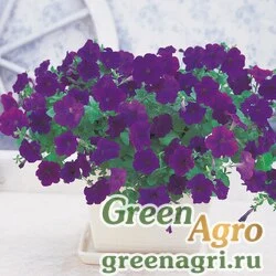 Семена Петуния ампельная Опера Блю 1000драже