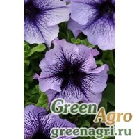 Семена Петуния грандифлора Дэдди Блю 1000драже