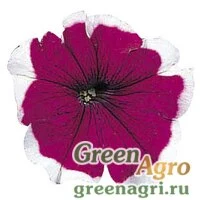 Семена Петуния мультифлора Мерлин Бургунди Пикоти 1000драже