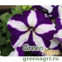Семена Петуния мультифлора Мираж Бургунди Стар 1000драже