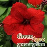 Семена Петуния мультифлора Ура Ред 100драже