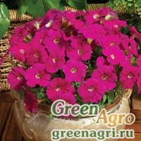 Семена Петуния миллифлора Пикобелла Кармин 1000драже