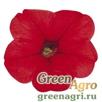Семена Петуния мультифлора Мерлин Ред 1000драже