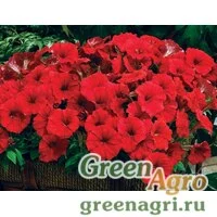 Семена Петуния миллифлора Пикобелла Ред 1000драже