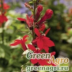 Пенстемон мексикальский Penstemon x mexicali CARILLO RED Raw 1000