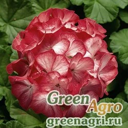 Семена Пеларгония х садовая (герань) (Pelargonium x hortorum) "Ringo 2000 F1" (scarlet star) coated 1000 шт.