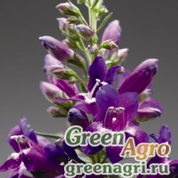 Пенстемон бородатый (Penstemon barbatus) "Pinacolada" (violet shades) raw 1000 шт.