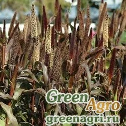 Пеннисетум сизый Pennisetum glaucum JESTER BRONZE Raw 1000