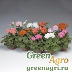 Семена Пеларгония х садовая (герань) (Pelargonium x hortorum) "Pinto Premium F1" (mix) coated Нов. 1000 шт.