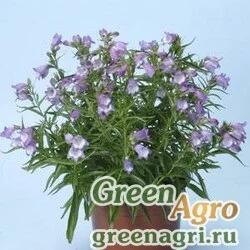 Пенстемон мексикальский Penstemon x mexicali CARILLO PURPLE Raw 1000