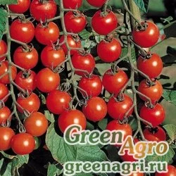 Семена Томат Дюймовочка  (упак-50 гр.)