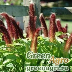 Пеннисетум сизый Pennisetum glaucum JADE PRINCESS RED Raw 100