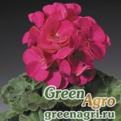 Семена Пеларгония х садовая (герань) (Pelargonium x hortorum) "Ringo 2000 F1" (violet) coated 1000 шт.