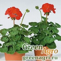 Пеларгония х садовая герань Pelargonium x hortorum Vogue F1 Deep Red Raw 1000