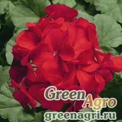 Семена Пеларгония х садовая (герань) (Pelargonium x hortorum) "Ringo 2000 F1" (cardinal) Coated 1000 шт.