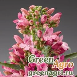 Семена Пенстемон бородатый (Penstemon barbatus) "Pinacolada" (deep rose shades) raw Произв. 1000 шт.