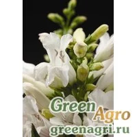 Семена Пенстемон бородатый (Penstemon barbatus) "Pinacolada" (white) raw Произв. 1000 шт.