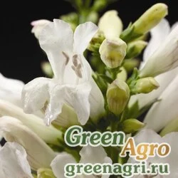 Семена Пенстемон бородатый (Penstemon barbatus) "Pinacolada" (white) raw Произв. 1000 шт.