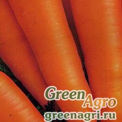 Семена Морковь Алтаир F1 (1уп-50 000шт) (фракция 1,6 мм-1,8 мм) (инкруст.сем.)
