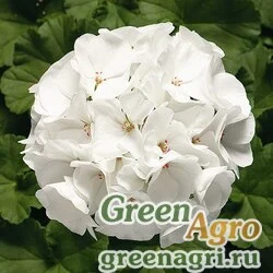 Семена Пеларгония х садовая (герань) (Pelargonium x hortorum) "Ringo 2000 F1" (white) coated 1000 шт.
