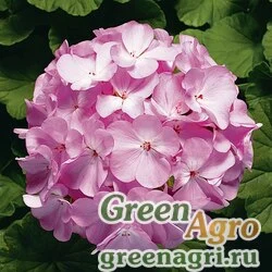 Семена Пеларгония х садовая (герань) (Pelargonium x hortorum) "Ringo 2000 F1" (lavender) coated 1000 шт.