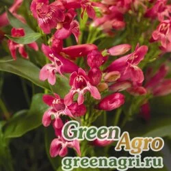 Пенстемон бородатый Penstemon barbatus Pinacolada rosy red shades Raw 1000