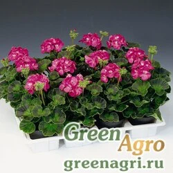 Семена Пеларгония х садовая (герань) (Pelargonium x hortorum) "Ringo 2000 F1" (rose) coated 1000 шт.