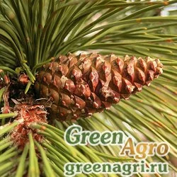 Семена Сосна черная Зальцмана (Pinus nigra var. salzmannii) 20 гр.