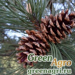 Семена Сосна крымская (Pinus pallasiana) 40 гр.