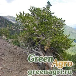 Семена Сосна остистая (Pinus aristata) 5 гр.