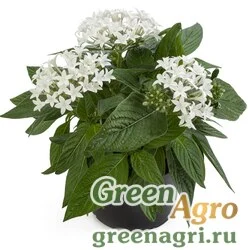 Семена Пентас Граффити Вайт 1000драже