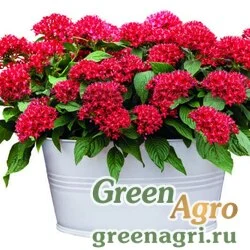 Семена Пентас Граффити Ред Вельвет 1000драже