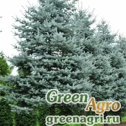 Семена Сосна колючая (Pinus pungens) "VI" 0,2 гр.