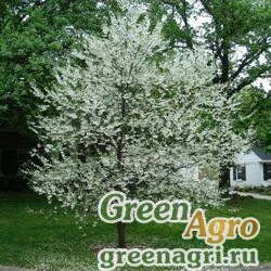 Семена Галезия каролинская (Halesia tetraptera) 15 г