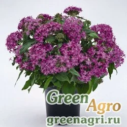 Семена Пентас Граффити Виолет 1000драже