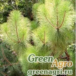 Семена Сосна юннаньская (Pinus yunnanensis) 35 г