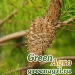 Семена Сосна колючая (Pinus pungens) "NC" 0,3 гр.