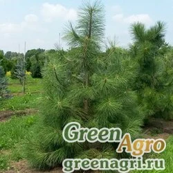 Семена Сосна желтая (Pinus ponderosa) "CO" 15 гр.