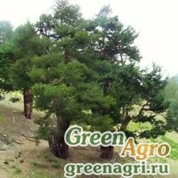 Семена Сосна крючковатая (Pinus hamata) 20 гр.